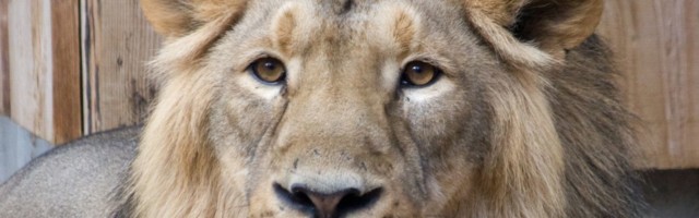 В Таллиннском зоопарке усыпили льва: вспоминаем жизнь Джонни (ФОТО)