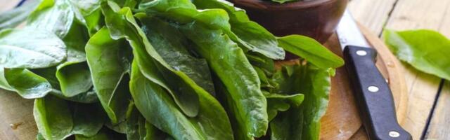 Щавель: польза и вред для организма мужчин, женщин, противопоказания