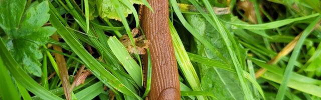 ФОТО | Из выброшенного в лес биомусора выползают испанские слизни