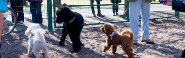 В парке Тийгивески собрались пудели самых разных окрасов и размеров