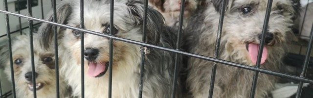 ФОТО | Запах аммиака, экскременты и моча на полу. Более 60 собак проживали в ужасных условиях в Рапламаа