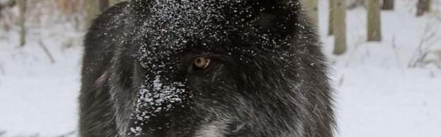 Смелее и агрессивнее: гибридные волки распространяются по Европе