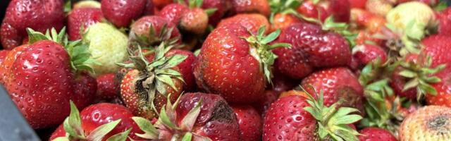 МНЕНИЕ | Все хотят есть три раза в день: налог с оборота на продукты питания должен быть снижен