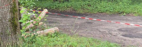 Рижская дума постарается сократить максимум деревьев при строительстве велодорожки от Кипсалы до Иманты