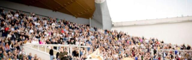 Корги-«Олимпиада» состоялась в Вильнюсе