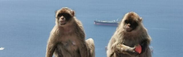Исследование: добытый у туристов фастфуд вынуждает гибралтарских макак поедать землю
