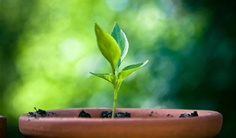 Болезни рассады и меры борьбы с ними