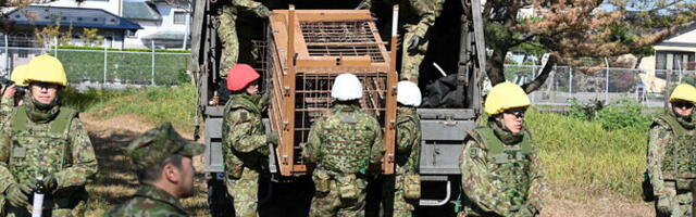 ​Власти Японии направили армию на борьбу с медведями