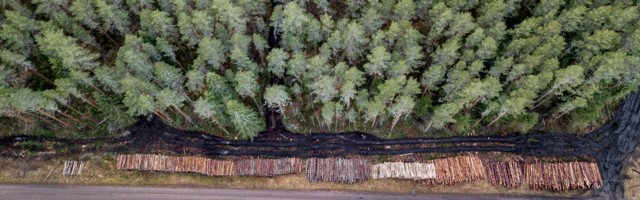 СМИ: в печах Дании сжигают добытую в заповедниках Эстонии биомассу