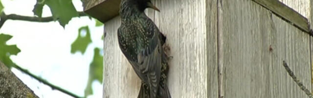 Любители природы в Тарту учились мастерить скворечники