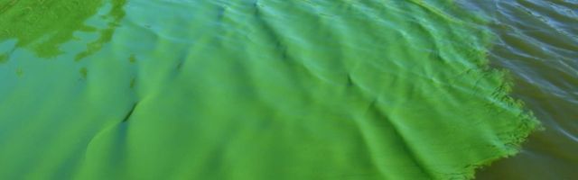 Сине-зеленые водоросли отступили от пляжей