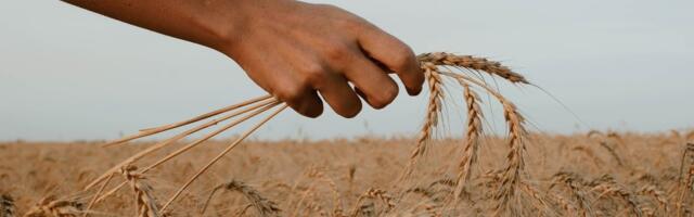 СМИ: РФ готовит альтернативу „зерновой сделке“