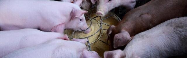 В Латвии на ферме с 20 000 свиней выявлена вспышка АЧС