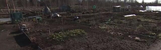 Жители Тарту уже занялись общинными огородами