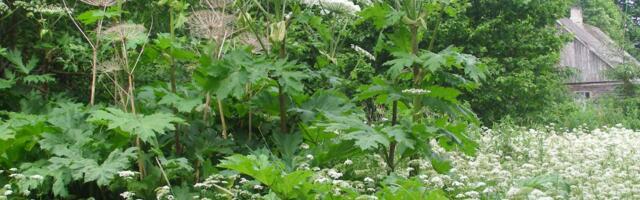 Осторожно! Инвазивные виды борщевика могут серьёзно повредить кожу