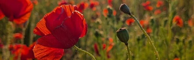 Июль в Эстонии был теплее нормы