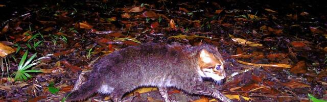 ВИДЕО | Не видели 30 лет — в Таиланде камеры засняли хищника, считавшегося вымершим в дикой природе