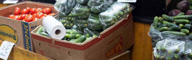 Урожай огурцов пострадал от дождей