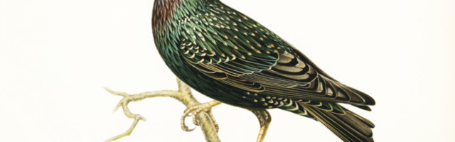 Конкурс: лучшие открытки птицы года скворца будут напечатаны
