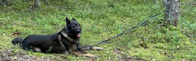 ФОТО | Мужчина в отместку бывшей жене бросил их собаку умирать в лесу