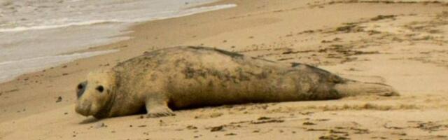 На литовском взморье в мае и июне обнаружен 61 мертвый тюлень (СМИ)