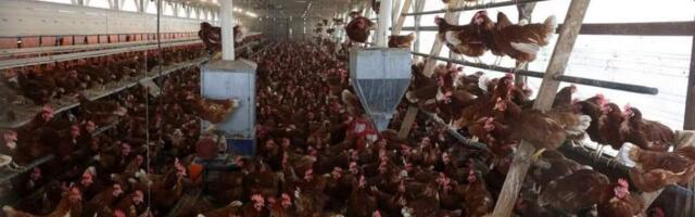 Немецкие фермеры предупреждают о возможном дефиците яиц и мяса птицы