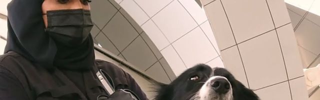 Обонятельные типы: собак учат выявлять COVID