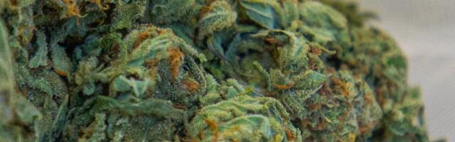 Из Риги в Пярну в багажнике такси перевозили шины, набитые каннабисом