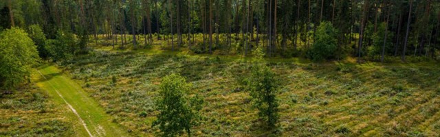 Правительство планирует в срочном порядке засекретить данные по лесам Эстонии