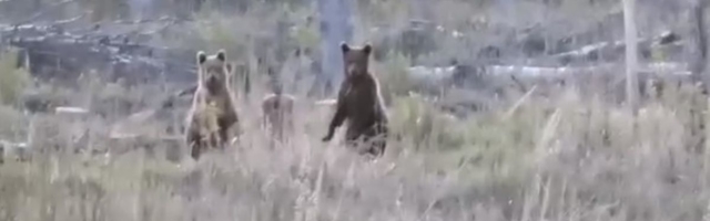 В Вирумаа любопытные медведи пришли посмотреть на людей
