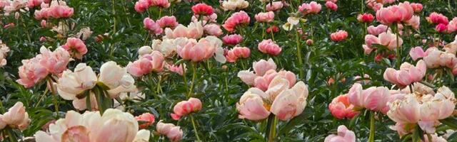 Куратор Ботанического сада: сейчас настоящая пионовая лихорадка