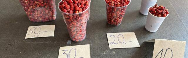 ОБЗОР ЦЕН | На эстонских рынках лесная земляника — 100 евро за килограмм, эстонская малина —18 евро