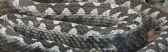 Правда ли, что в Хорватии змея укусила пьяного мужчину и умерла от количества алкоголя в крови?