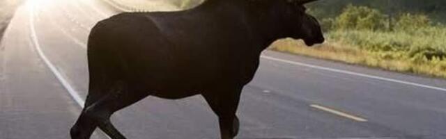 Если соберётесь за грибами: чем лоси опаснее медведей?