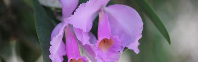 В Ботанический сад на выставку орхидей!