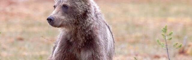 В Йыхви спасли ослабленного медвежонка: его отправят на реабилитацию в заповедник в Румынии