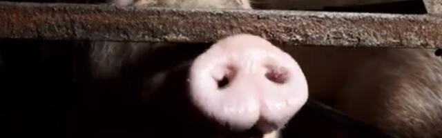 В Эстонии африканская чума свиней обнаружена на ферме, где содержатся 6000 животных 