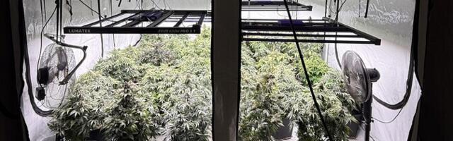 Мужчины, разбившие в доме в Таллинне двухъярусную плантацию конопли, предстанут перед судом