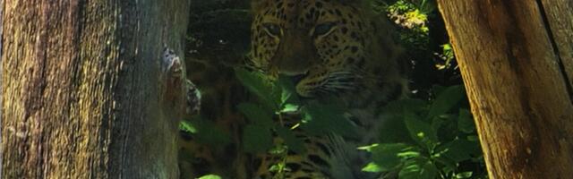 ФОТО: Таллиннский зоопарк анонсировал победителей фотоконкурса