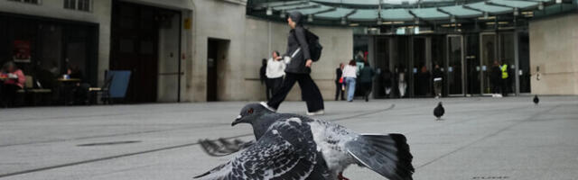 Арабская служба "Би-би-си" также подверглась разгромной критике