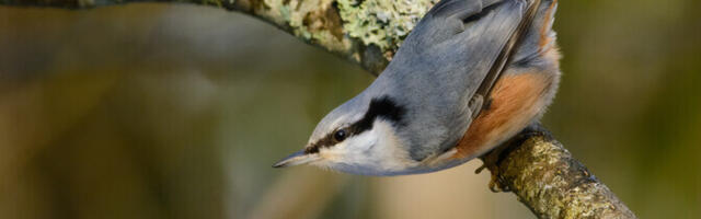 В Эстонию возвращаются перелетные птицы