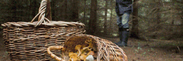 Агентство по охране природы о грибниках: это уже выходит за рамки закона!