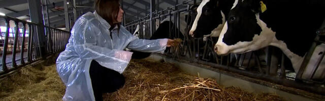 Недосып и стресс не только для людей, но и для коров: как пережить перевод часов