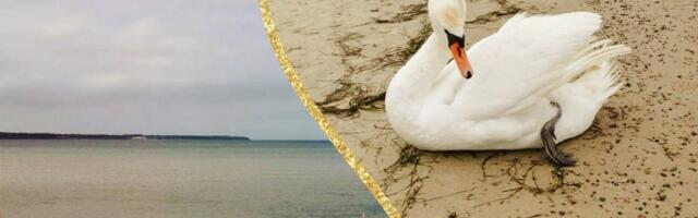 Спасательная операция на пляже: „лебедь сначала шипел, а потом стал жалобно повизгивать“