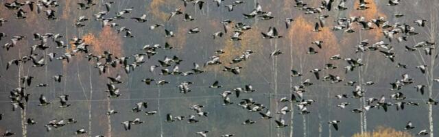 В ближайшие выходные в Эстонии будет дождливо