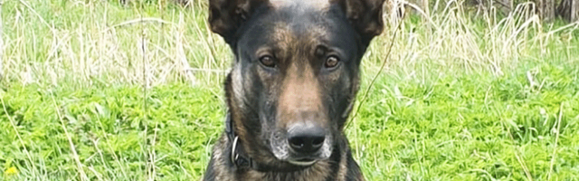 Вот молодец! Служебная собака полиции нашла пропавшего в окрестностях Раквере человека