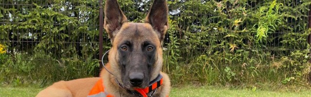 Служебная собака нашла потерявшегося в лесу мужчину