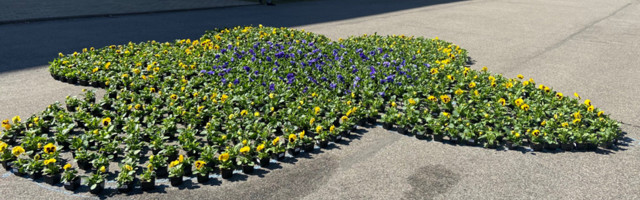 Ратушная площадь Нарвы окрасилась в желто-голубые цвета