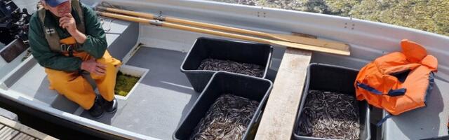 Два министерства не могут договориться о мерах по охране популяции угря