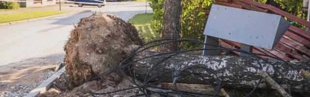 ФОТО | В Тарту бушует ветер, повалило несколько деревьев